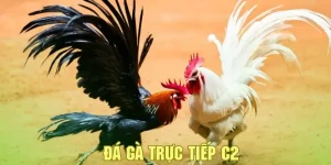 Đá gà trực tiếp c2