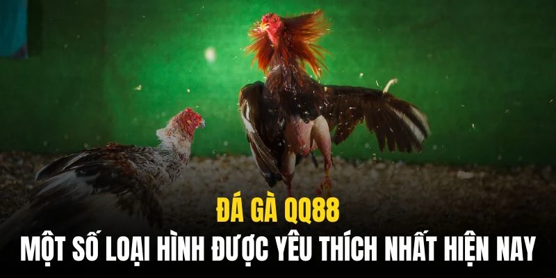 Hình thức cựa tròn và cựa dao mang tính khốc liệt hàng đầu
