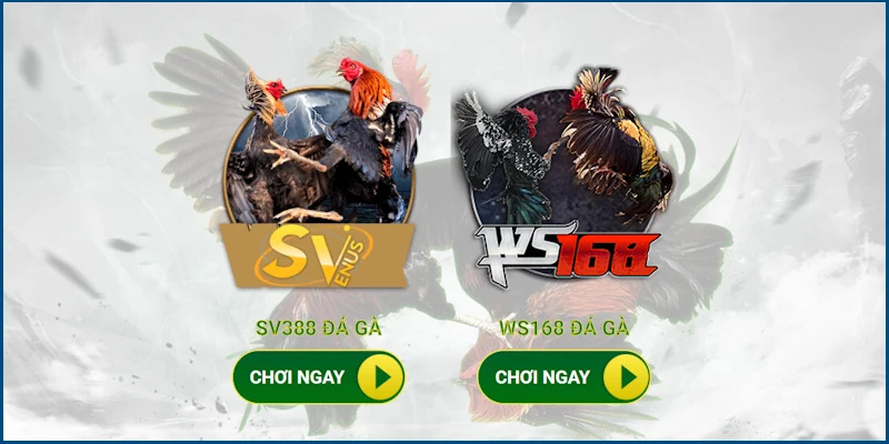 Đá Gà C1 Hôm Nay QQ88 - Nín Thở Xuống Tiền Đặt Cược Cùng 2 Hai sảnh Đá Gà tuyệt đỉnh tại nền tảng