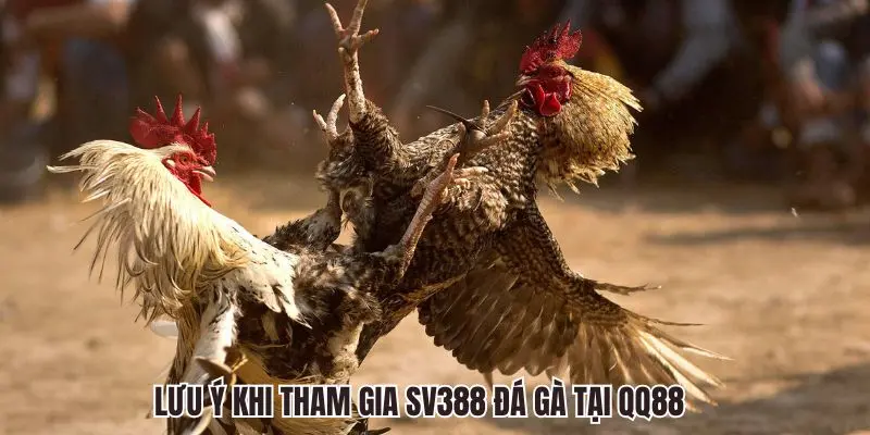 SV388 Đá Gà QQ88 - Sảnh Chọi Kê Trực Tuyến Siêu Hấp Dẫn 3 Lưu ý khi tham gia SV388 Đá Gà tại QQ88